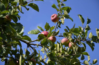 Elmalı elma ağacı. Bahçedeki ağaç.. 