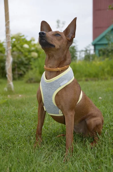 A brown dwarf dog sits on the grass .