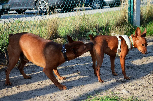 Bir köpek başka bir köpeği yalıyor. Açık havada birbiriyle flört eden ve flört eden hayvanlar. Doğadaki köpek çiftleşme oyunları. Evcil hayvanların çiftleşmesi.
