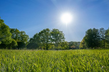 Parkta ağaçların olduğu yeşil çimenlik, güneşli ışık huzmeleri. Ağaçlı yeşil alan, mavi gökyüzü ve güneş. Doğal bahar ortamı. Bahar çimeni arkaplan dokusu. Güneşin altında yeşil çimenler yakın.