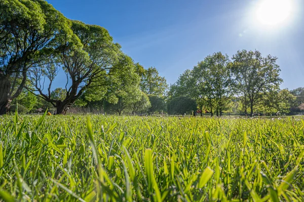 Zöld Pázsit Fákkal Parkban Napsugarakkal Természetes Tavaszi Környezet Tavaszi Háttér — Stock Fotó