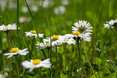 Küçük beyaz papatya çiçekli yeşil çimenler. Çimenlerdeki küçük beyaz papatya manzarasını kapat