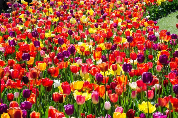 Colorful tulips - yellow, red, pink, dark red, purple tulips in the garden, Keukenhof park. Growing tulips in your garden for sale.  Landscape design. Valentine\'s Day