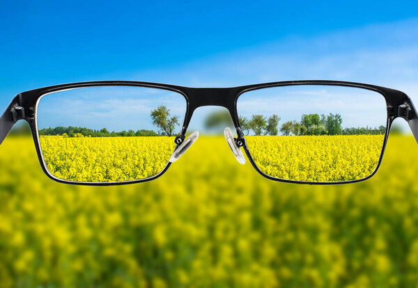 Focused image of yellow field in glasses frame. Better vision concept.