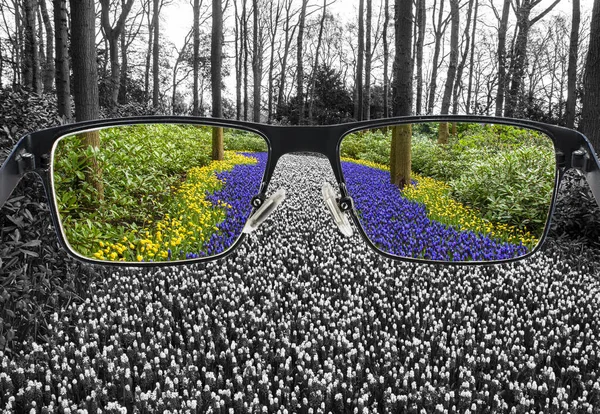 Kleurrijke Blauwe Gele Druivenhyacinten Het Park Rond Bleekmiddel Landschap Optimistische — Stockfoto