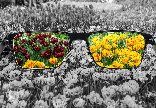 Zicht Kleurrijke Tulpen Glazen Monochrome Achtergrond Een Andere Wereldperceptie Optimisme — Stockfoto