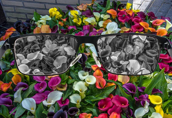 Gebleekte Weergave Van Calla Lelies Glazen Tegen Een Kleurrijke Achtergrond — Stockfoto