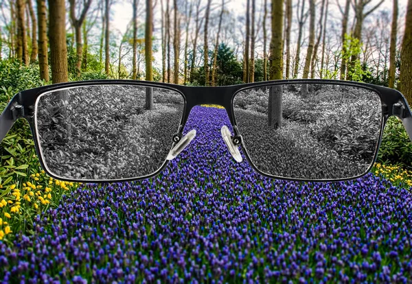 Gebleekt Zicht Blauwe Gele Druivenhyacinten Het Park Brillen Tegen Een — Stockfoto