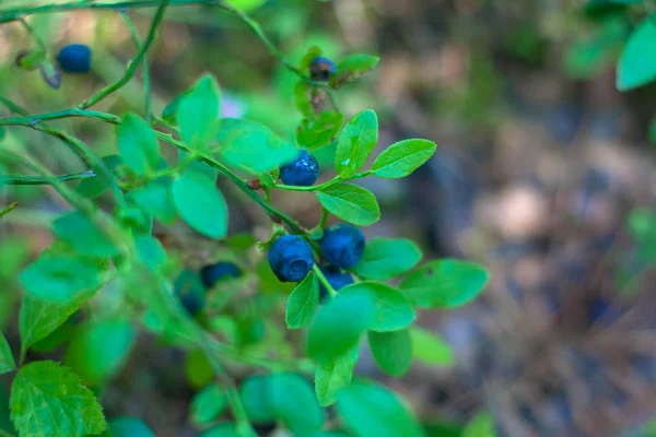森の緑のブッシュに熟したブルーベリー — ストック写真