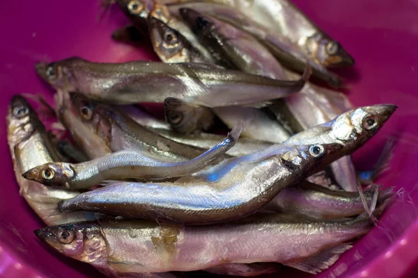 fetişlerin capelin Mallotus villosus plaka