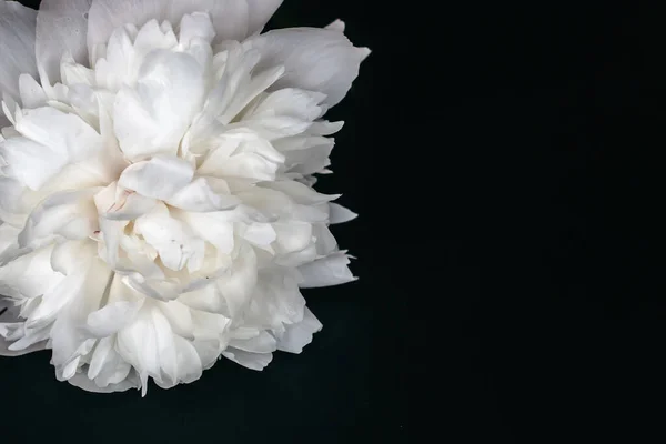 Beyaz şakayık siyah arka planda yatıyor.