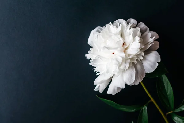 Siyah arka planda yeşil yapraklı beyaz şakayık var..