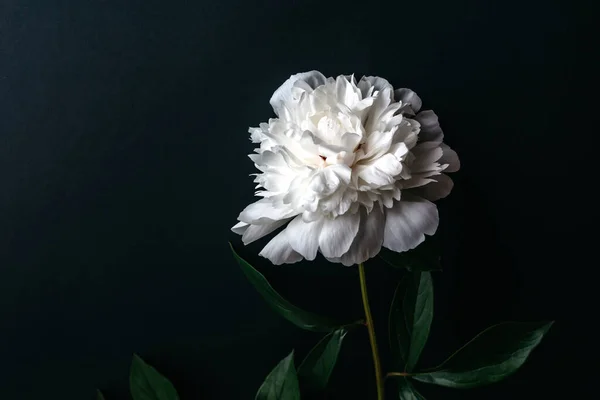 Siyah arka planda yeşil yapraklı beyaz şakayık var..