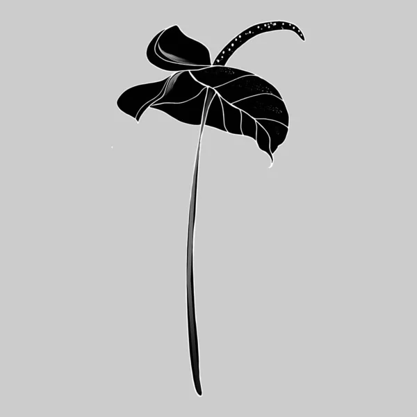 Calla Κρίνο Λουλούδι Οφθαλμός Και Φύλλα Μαύρο Μονό Τροπικό Λουλούδι — Διανυσματικό Αρχείο