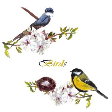 swallow and tit sitting on a branch of a blossoming cherry, composition on a white background, for the design of cards, wedding invitations, clothes, dishes, children's textiles