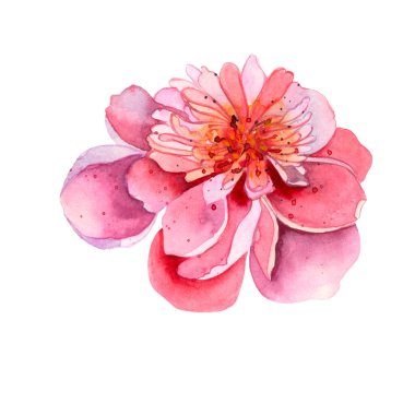 Parlak, taze, zarif suluboya şakayık. Pembe ve kırmızı renkli yaz çiçekleri. Klasik selamlama için bir illüstrasyon. Romantik bahçe çiçekleri. Düğün davetiyeleri, kart tasarımı, doğum günü için..