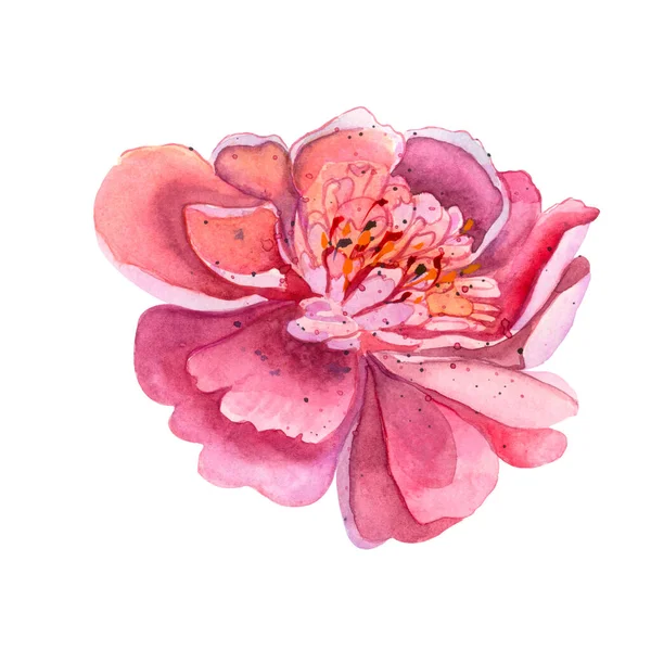 Helder Fris Schattig Elegant Aquarel Pioen Kleurrijke Zomerbloemen Roze Rood — Stockfoto