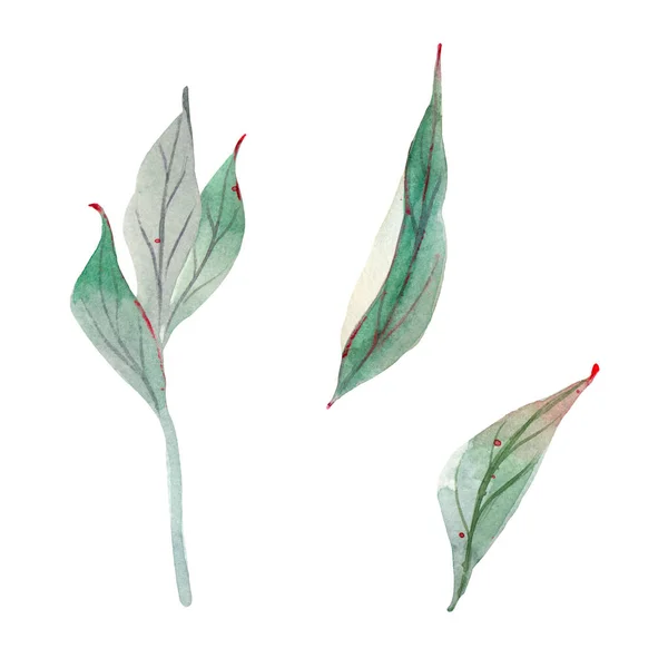 Elementy Projektowe Zielone Gałązki Liście Bukietu Roślinność Liści Eukaliptusa Naturalne — Zdjęcie stockowe