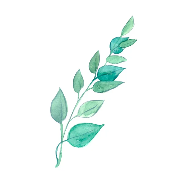 Designelemente Grüne Zweige Blätter Für Einen Strauß Laubvegetation Eukalyptus Natürliche — Stockfoto