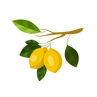 Limon dalı. Beyaz arka planda limon meyveleri, yapraklar ve tomurcuklar olan meyve çizimleri. Yemek tasarımı elementi. Vektör sanat organik olgunlaşmış sarı turunçgil. Etiketler, planörler, tarifler için