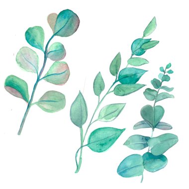 Tasarım elementleri yeşil dallar, buket için yapraklar. Yaprak bitkisi, okaliptüs doğal yapraklar suluboya tarzında. Kartların ve davetiyelerin tasarımı için dekoratif güzellik çizimi.