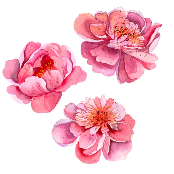Яркий Свежий Симпатичный Элегантный Акварельный Пион Цветные Летние Цветы Розовом — стоковое фото