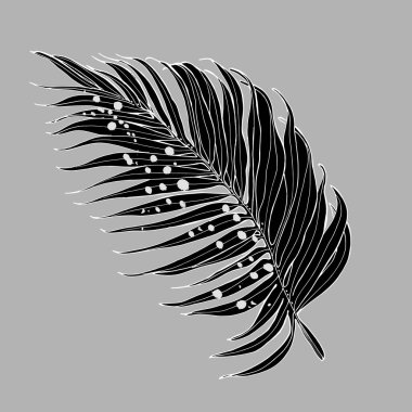 Vektör palmiye yaprakları, beyaz arka planda izole orman yaprakları. Palm Leaf Çizimi.