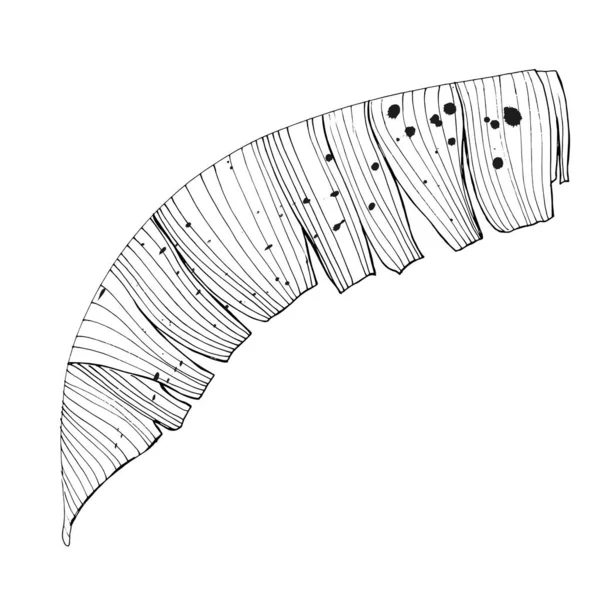Foglie di palma tropicale, foglia di giungla isolata su sfondo bianco . — Vettoriale Stock