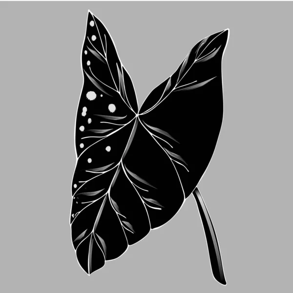 Тропический Лист Нефтит Caladium Syngonium Podophyllum Ботаническая Иллюстрация Изолирован Белом — стоковый вектор