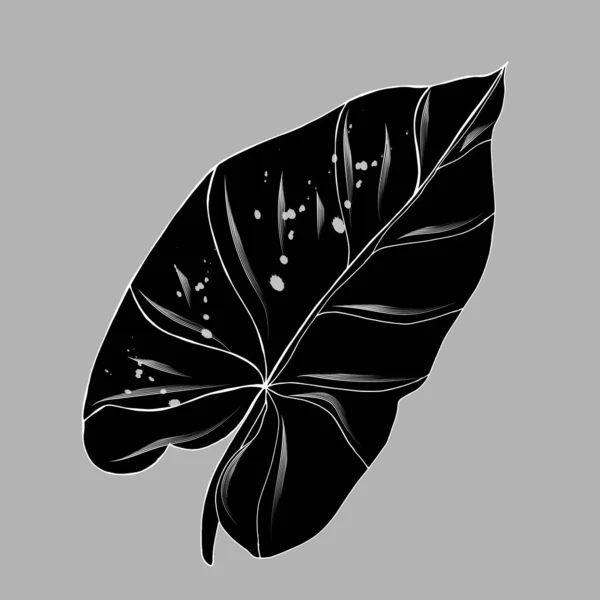 Tropiskt Blad Neftyt Eller Caladium Syngonium Podophyllum Botanisk Illustration Isolerad — Stock vektor