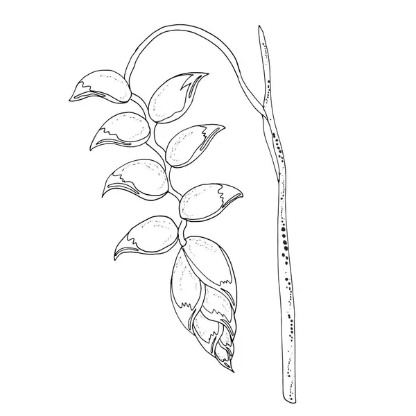 Tropische Helikonenblätter Schwarz Weiß Grafiken Wunderschönes Botanisches Design Mit Tropischen — Stockvektor