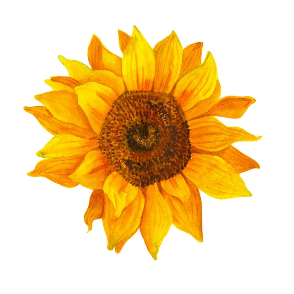Жовтий Соняшник Акварель Білому Тлі Сонячне Світло Сонячна Квітка Дизайну — стокове фото