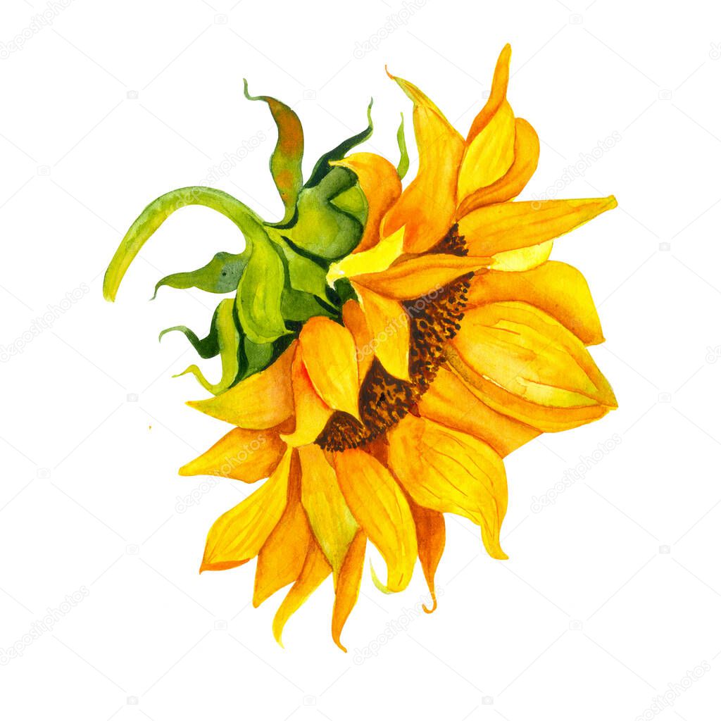 Yellow sunflower, watercolor on a white background. Sunshine, sunny flower. For the design of office supplies, textiles, clothing, pillows, stickers.