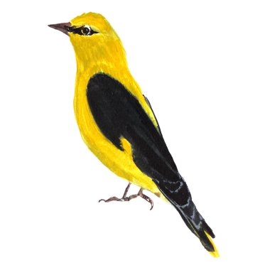 Suluboya kuş - Batı Sarı Vagon Kuyruğu. Renkli El, beyaz bir arka plana resim çizdi. Çocuk odası, tekstil ve ambalaj için ideal. Paketleme tasarımı için elementler.