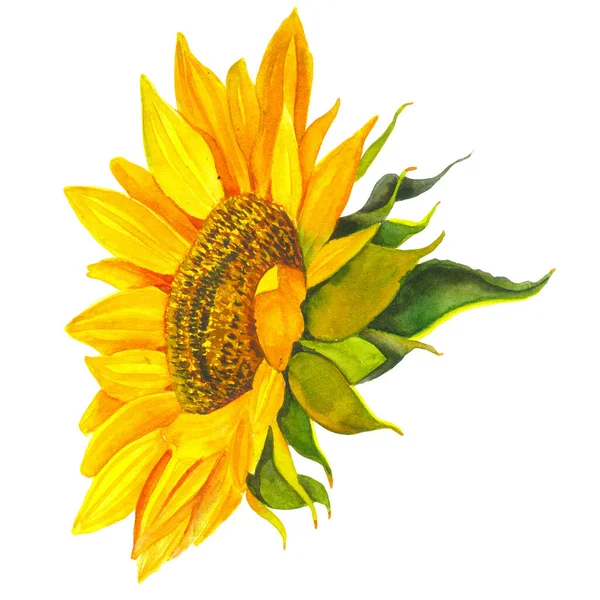 Gelbe Sonnenblume Aquarell Auf Weißem Hintergrund Sonnenschein Sonnige Blume Für — Stockfoto