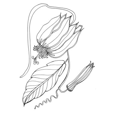 Tutku çiçeği. Passiflora vitifolia tropik çiçek çizimi. Davetiyeler için dekoratif unsur, tekstil, baskı ve tasarım, kozmetik, spa, parfüm, parfüm, düğün.