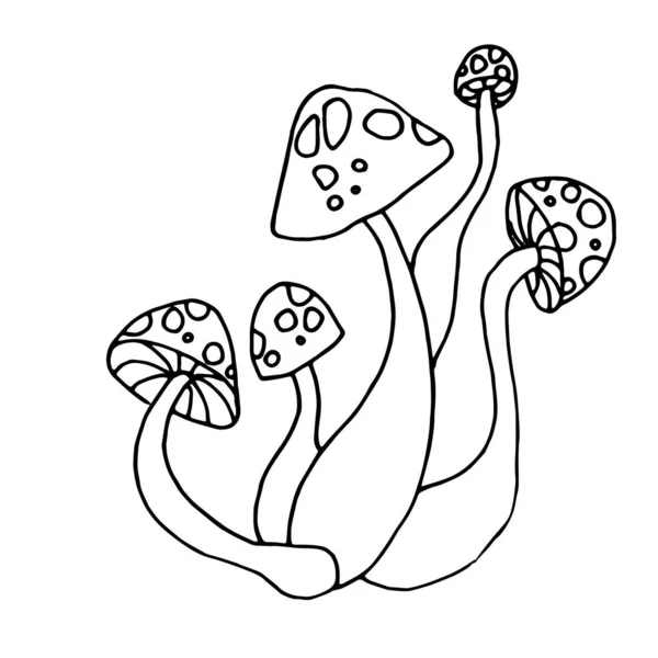 Веселих напівросликів. Аманіта - грибний контурний малюнок. Родина Аманіта. — стоковий вектор