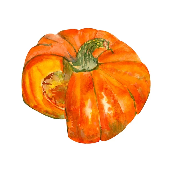 Feliz Día de Acción de Gracias Calabaza. Pintura de acuarela sobre fondo blanco. Cosecha de otoño. —  Fotos de Stock