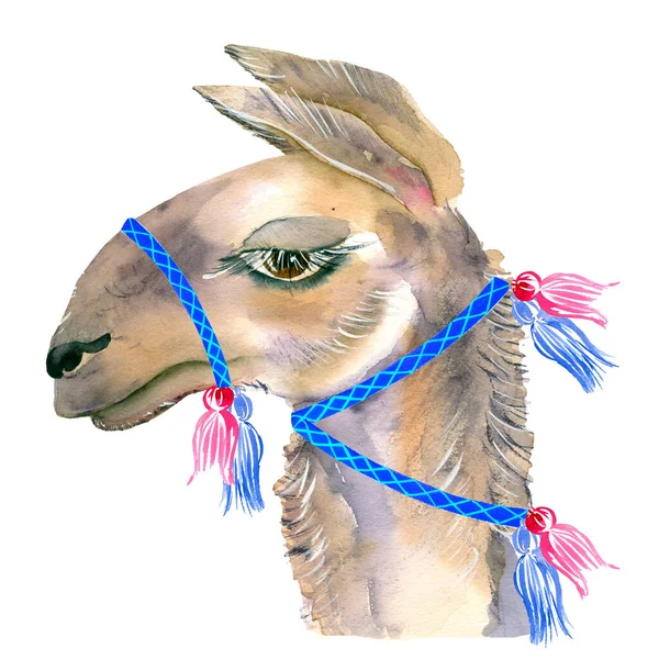 Cute ręcznie rysowane lama z krajowych meksykańskich ozdoby, dzwony. Wełna Alpaka z Meksyku. — Zdjęcie stockowe