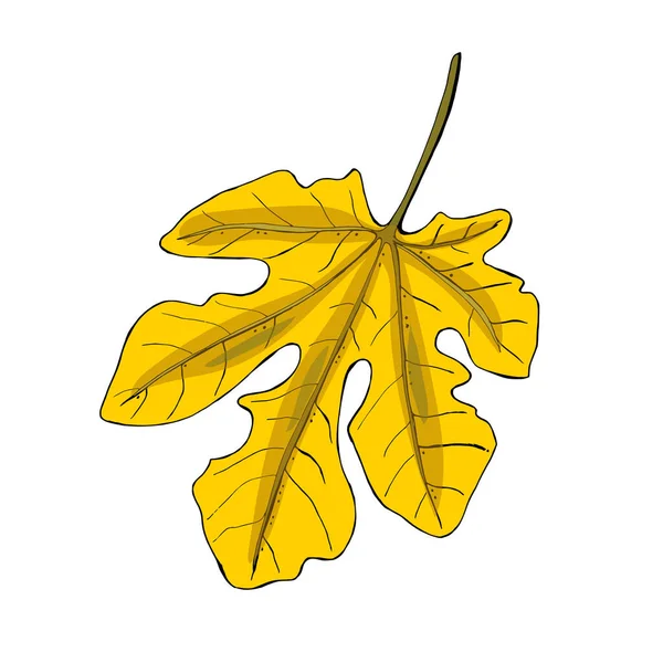 Gelbe tropische Blätter, Dschungelblattvektor. Feigenblatt-Symbol isoliert auf weißem Hintergrund. — Stockvektor