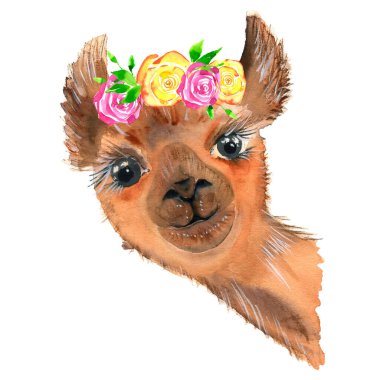 Bir çiçek çelengi ile güzel bir el çizilmiş lama. Bir buket çiçek. Meksika 'dan yünlü Alpaca. Seyahat et. Projeler, bebek partileri, düğün davetiyeleri, kartlar, posterler ve daha fazlası için..