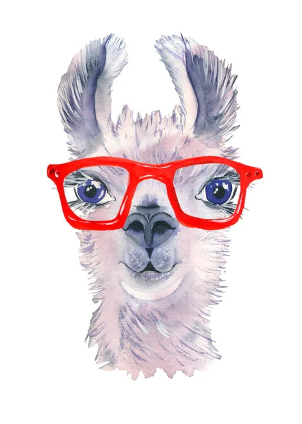 Linda Llama Dibujada Mano Gafas Brillantes Gracioso Animal Alpaca Lana —  Fotos de Stock