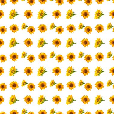 Suluboya ayçiçekleri olan kusursuz bir arka plan. Koleksiyon dekoratif çiçek tasarımı elementleri. Çiçekler, tomurcuklar ve yapraklar. Suluboya tarzında çizilmiş klasik el çizimi.