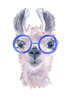 Parlak gözlüklü, şirin bir el çizimi lama. Komik hayvan. Meksika 'dan yünlü Alpaca. Seyahat.