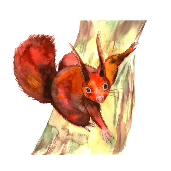 Vörös mókus egy fán. Kézzel rajzolt. Ősz az erdőben. Akvarell illusztráció. — Stock Fotó