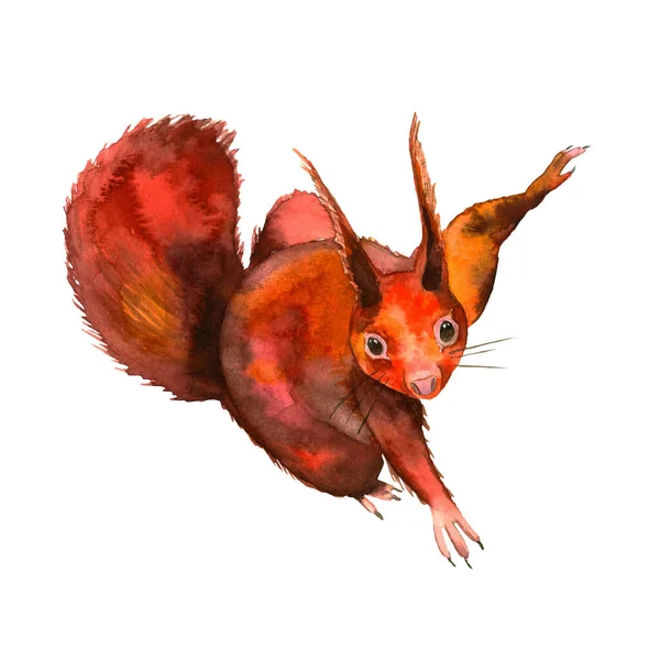 红松鼠。手绘的秋天在森林里水彩画 . — 图库照片
