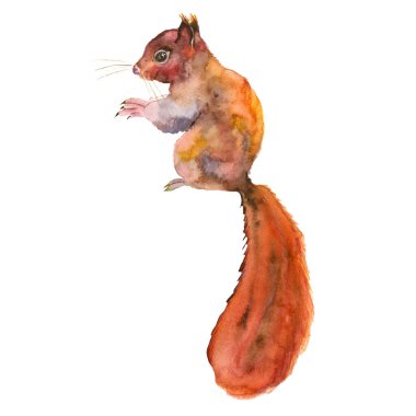 Kızıl sincap. Elle çizilmiş. Ormanda sonbahar. Suluboya .