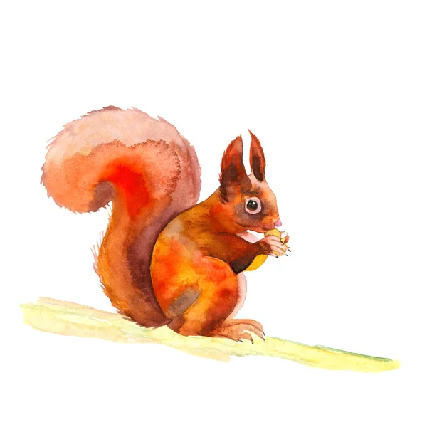 Vörös mókus egy fán. Kézzel rajzolt. Ősz az erdőben. Akvarell illusztráció. — Stock Fotó