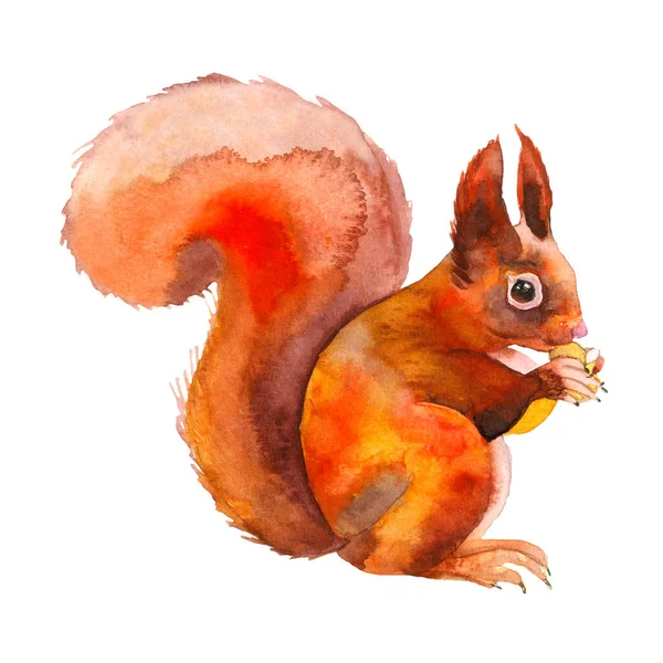 Piros mókus mogyoróval. Kézzel rajzolt. Ősz az erdőben. Akvarell illusztráció — Stock Fotó