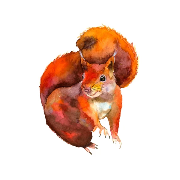 Vörös mókus. Kézzel rajzolt. Ősz az erdőben. Akvarell . — Stock Fotó